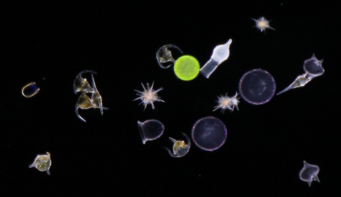 Какое количество планктона в кг. Диатомовый планктон. Парадокс планктона. Планктон прессованный. Колония планктона.