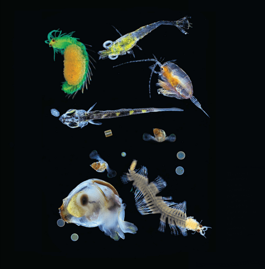 Зоопланктон уровень. Планктон Нектон бентос. Зоопланктон виды. Планктон настоящий. Планктон в океане.