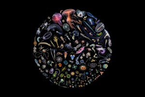 plankton-all organisms