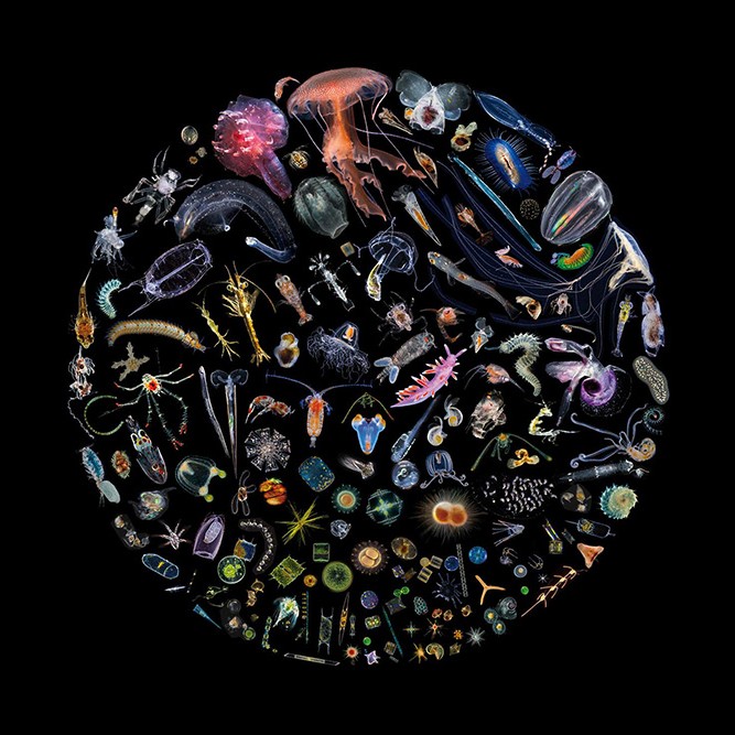 plancton-tous les organismes